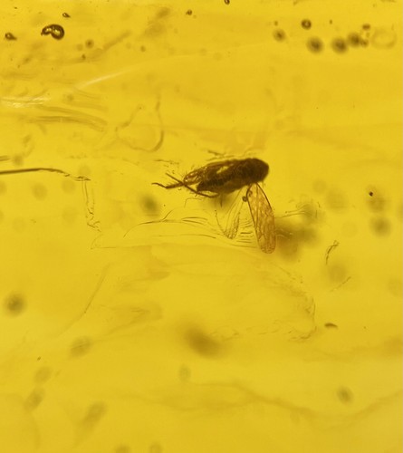 20 grammi Ambra con insetti multipli - fossile Repubblica Dominicana - originale - Foto 7 di 7