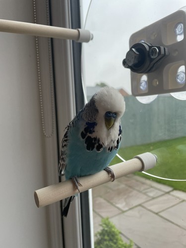 Vogel Sitzstange Rad, drehbares Vogelrad Spielzeug für kleine - mittlere Vögel, 3 oder 5 Sitzstangen - Bild 14 von 16