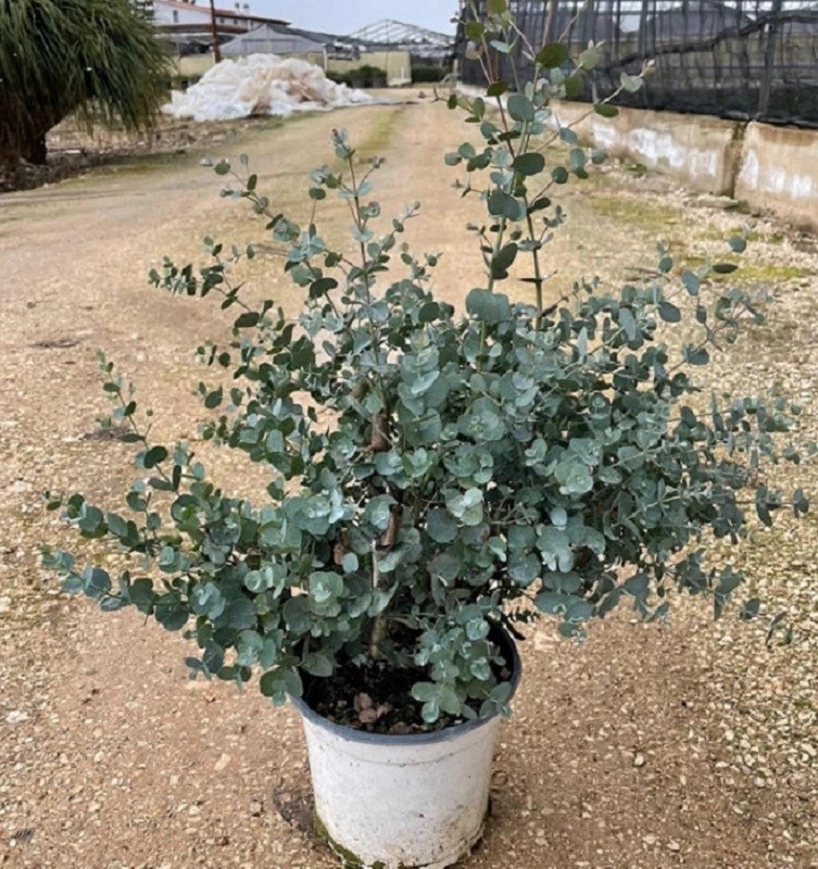 Pianta Eucalipto Gunnii - Immagine 2 di 3