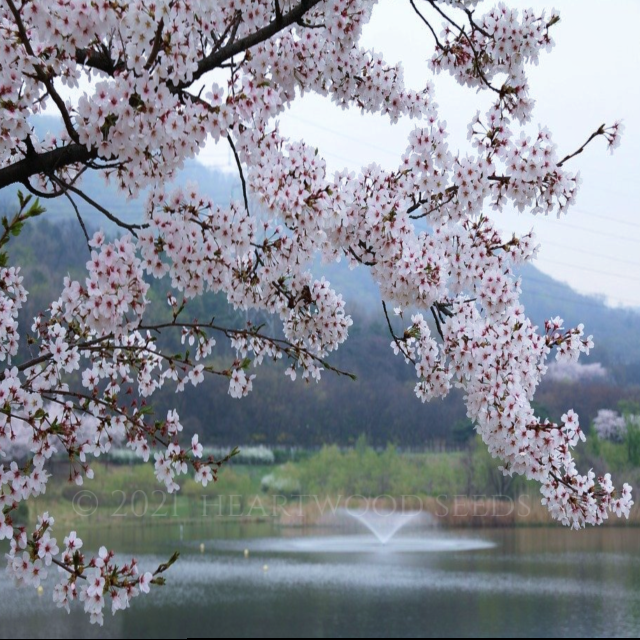 Prunus serrulata (Japanese Flowering Cherry/Sakura Tree Prunus serrulata (Japanese Flowering Cherry/Sakura Tree