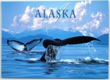 Postcard - Composite view of humpback whale, Icy Strait - Alaska