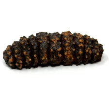 YOWIE Brown Sea Cucumber Animals w Superpowers Collection 2.15" Animal Figurine