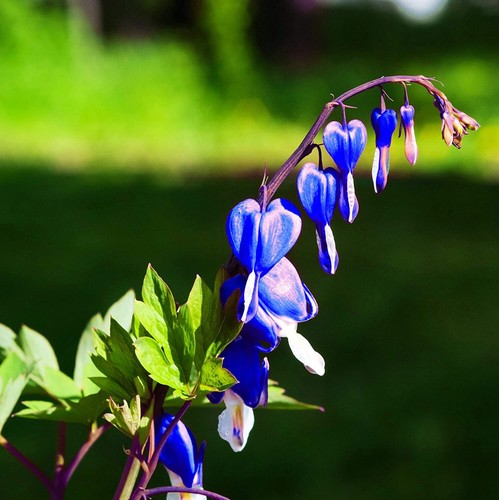 25 Bright Blue Bleeding Heart Seeds Dicentra Spectabilis Shade Flower Garden 680 - Picture 24 of 24