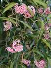 AU STOCK HOYA " MINIBELLE PINK" -PLANTS ROOTED SUCCULENT  18-24
