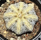 Rare Plant Astrophytum asterias cv. Mirakuru 'Miracle' Own Root WYSIWYG Boutique