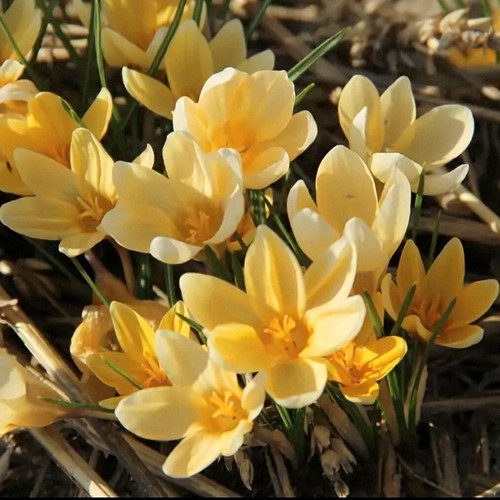 PICK & MIX PREMIUM Botanical CROCUS Spring BULBS RHS BLACK FRIDAY BEE LOVE - Picture 24 of 45