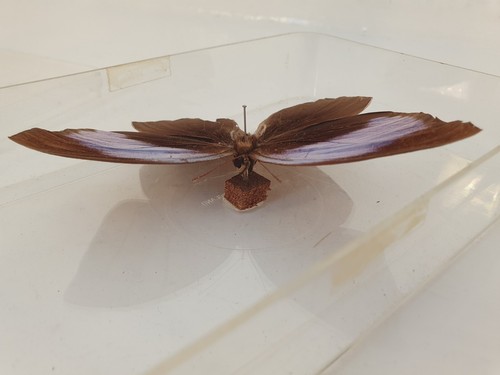 Large Natural Real Butterfly Specimen In Plastic Case Stunning Peace. - Picture 12 of 12