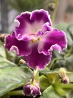 Daydream African Violet Plant, Standard, Taylor Hybrid !! — photo 1