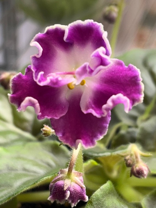 Daydream African Violet Plant, Standard, Taylor Hybrid !!
