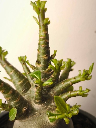 Adenium arabicum + Free certificate, Bonsai, caudiciform,Desert Rose (523) - Picture 8 of 14