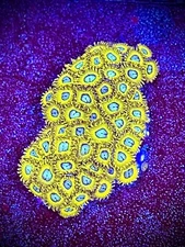 Pikachu zoas 3+  polyp frag Coral King live coral frag