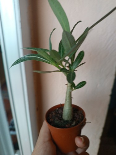 2 Adenium Obesum Rosa Del Desierto - Picture 2 of 3