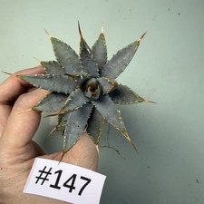 Sale Rare plant Cacti Agave utahensis var. nevadensis WYSIWYG Garden Decor