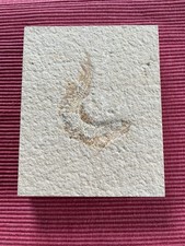 Fossil Fisch Solnhofener Stein