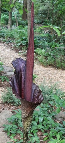 1 Pflanze Amorphophallus Konjak und Eimer - Bild 3 von 4
