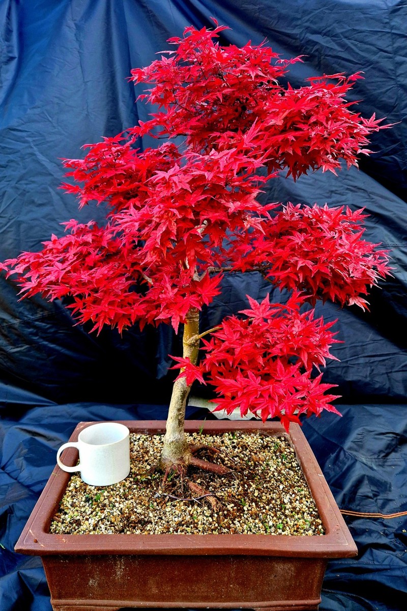bonsai schere japan teuer KIYA Okubo Japanische Bonsai- und Blumenschere – 180 mm – zen minded main image 1