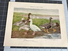 1909 Book Plate #21 Birds of New York Blue Snow Goose Louis Agassiz Fuertes