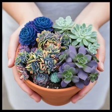 Blue Succulents Witchford Lithops Seeds, Cactus Seeds, 100pcs/pack