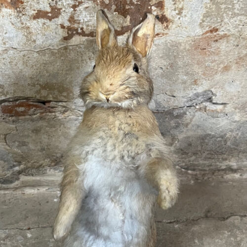 Antique, Vintage Taxidermy Of Rabbit. Cabinet Of Curiosities - Foto 5 di 8