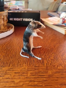 Taxidermy Mouse standing Anthropomorphic mount oddity curiosity decor rodent 