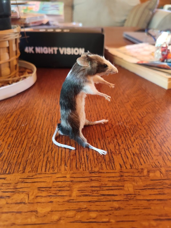 Taxidermy Mouse standing Anthropomorphic mount oddity curiosity decor rodent 
