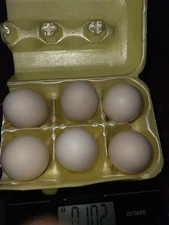 Ayam Cemani Hatching Eggs 6 Guaranteed Fertile Pure