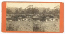 G2441~ AUSTRALIA Road To Jenolan Cave NSW c1870s Stereoview-WF Hall G2441~ AUSTRALIA Road To Jenolan Cave NSW c1870s Stereoview-WF Hall