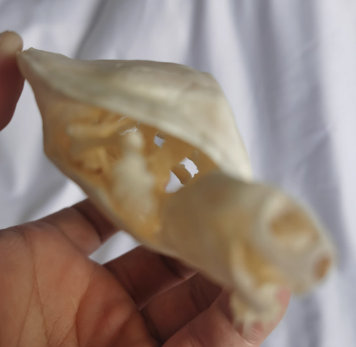 Turtle Skeleton Real Animal Bones Fine Art Work Tortoise Specimen Skeleton - Picture 4 of 5