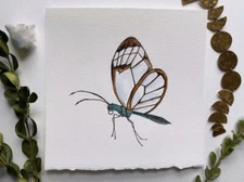 Original Clearwing Butterfly Art Drawing Illustration Watercolor Animal Artwork