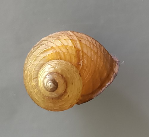 Gema especie caracol de tierra Cyclophorus con ópera - Imagen 5 de 6