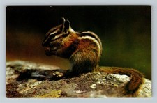 A Chipmunk, Universal Pet In The Mountains, Vintage Postcard