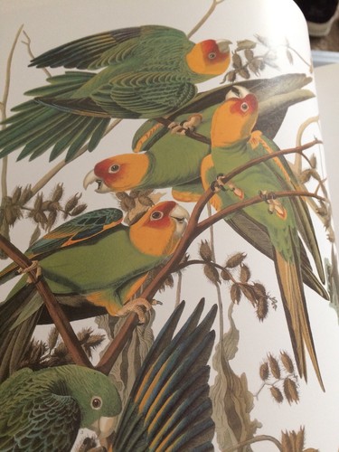 Carolina Parakeet or Carolina Parrot Audubon Print 11.5" x 15" Lithograph 230 - Picture 3 of 8