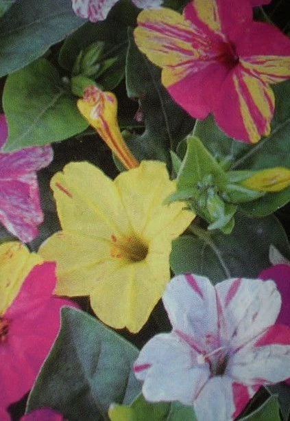 ♫ BELLE de NUIT Multicolore - Mirabilis Jalapa ♫ Graines ♫ Ornementale Mellifère