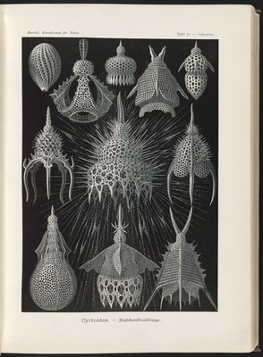 Ernst Haeckel Radiolaria Vintage 1904 Scientific Illustration Reprint Wall Art