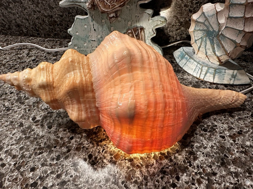 Florida horse conch with Nightlight - Image 3 of 4