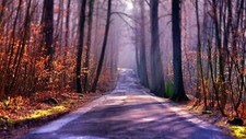 Landscape nature trees forest branch fall leaves road Custom Gaming Mat Desk