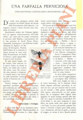 BANTI Adolfo - Ein schädlicher Schmetterling.