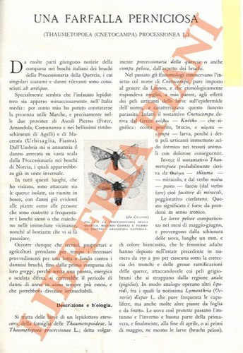 BANTI Adolfo - Ein schädlicher Schmetterling.