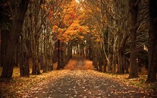 Landscape fall forest nature trees Custom Gaming Mat Desk