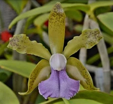 C. Bicolor v. coerulea