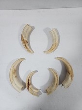 Wild boar tusks