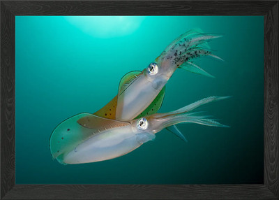 Big Fin Reef Tintenfisch Paar gerahmtes Wandbild Poster Leinwanddruck Bild