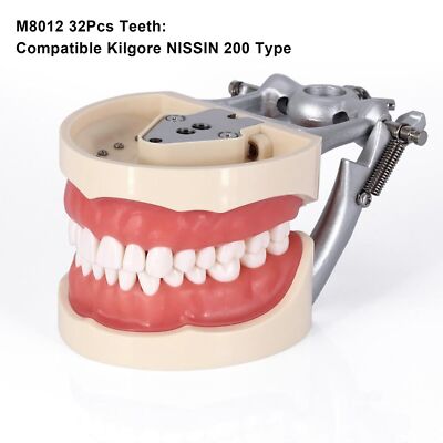 Dental Simulation Cheek+Teeth Model with 32 Pcs Teeth fit Kilgore