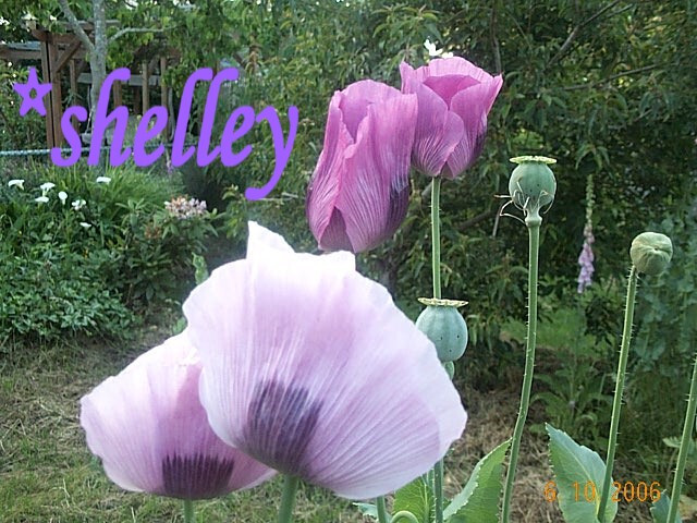 Papavero - Papaver - Papaver - Perenni - Papavero - Papaver - Perenni - Foto 4