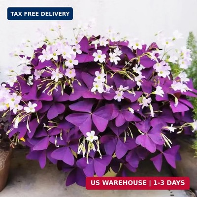 12+ Bulbs Purple Shamrocks Oxalis Triangularis Lucky Lovely Flowers Bulbs Grows