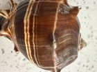 King CrownConch Seashell Brow striped Melongena — photo 3