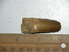 Dinosaur fossil tooth Spinosaurus Cretaceous Era bigger 1.75 inch long M76