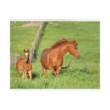 Scenic Equine Mare and Foal Jigsaw Puzzle 520 Piece