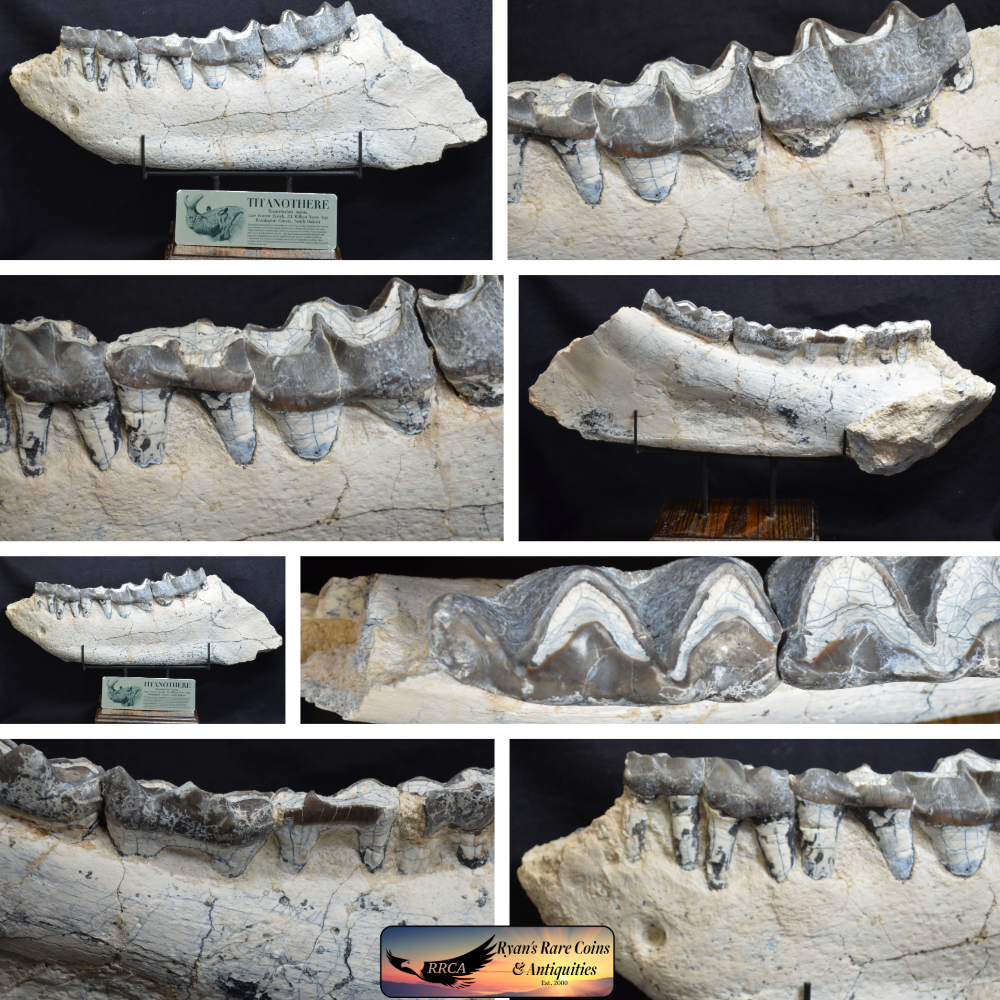 Titanothere Fossil Jaw, Brontothere, Badlands South Dakota, 35 Mya
