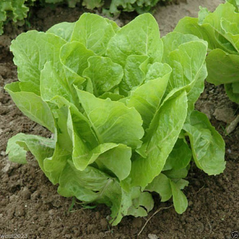 Lettuce Seed Jericho Romaine Lettuce Seeds. Fresh Seed FREE SHIP!!!!! eBay
